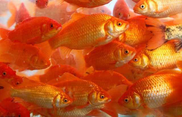 مردم با خیال راحت ماهی قرمز برای سفره هفت سین بخرند/واردات ماهی قرمز از چین صحت ندارد