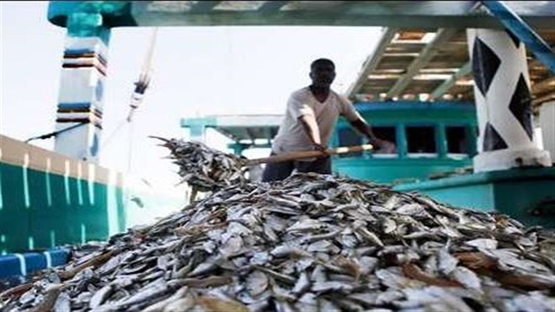 ۲۹۳ تن انواع ماهی قاچاق در آب‌های هرمزگان کشف شد