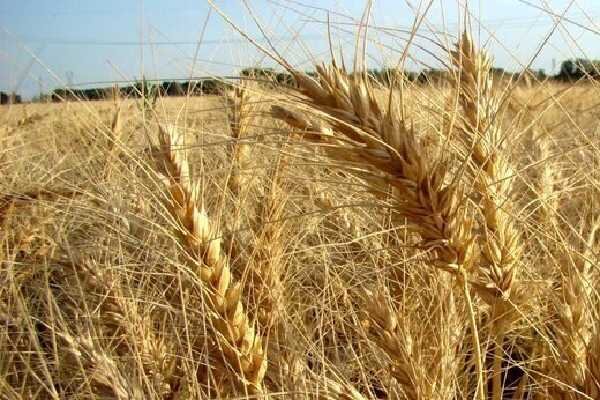 تولید گندم در هرمزگان ۱۵ درصد کاهش یافت