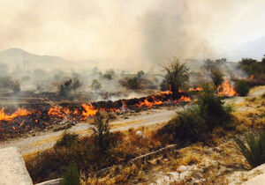 آتش‌سوزی ۵۱ میلیارد ریال به کشاورزان سیاهو بندرعباس خسارت وارد کرد