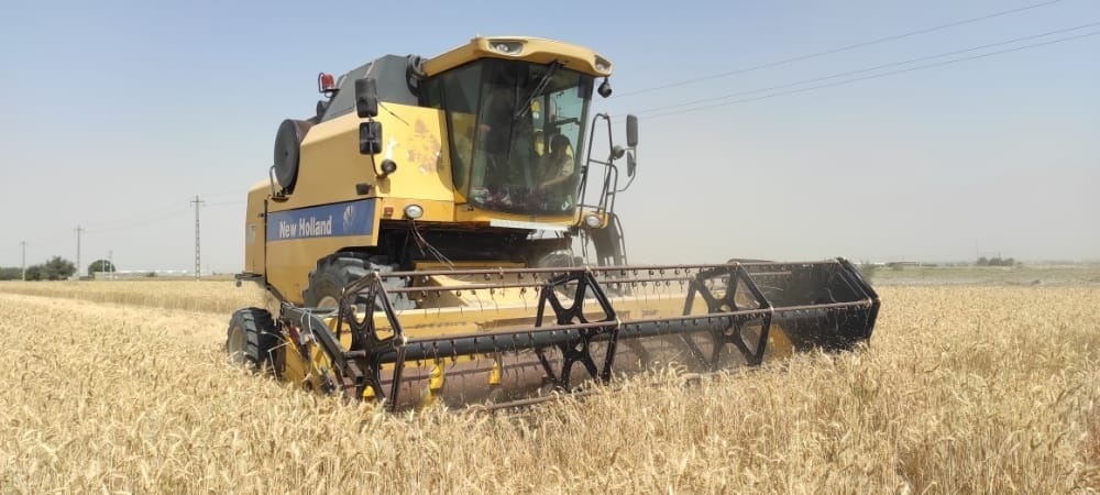 برداشت اولین گندم کشور در منطقه شهدادی استان هرمزگان